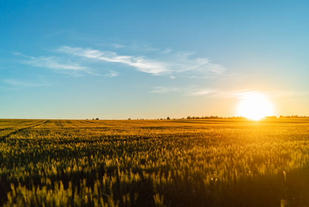 istock Field wheat sunset russia sky expanse nature 1137157293