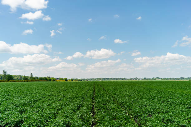 istock Potato field in the afternoon more sky with green clouds 1137157310