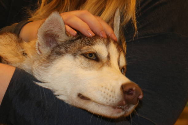 istock women cuddling with her husky dogs 1137158424