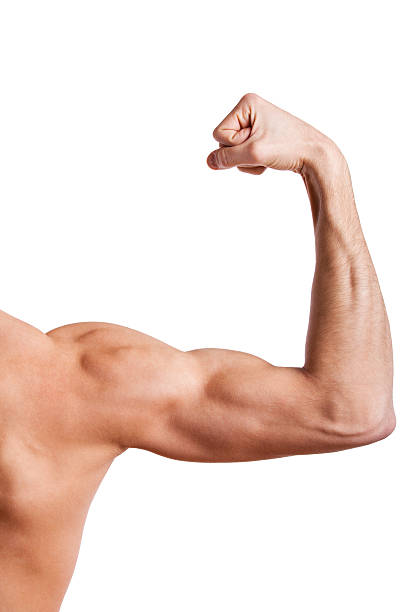 istock Close up of man's muscular arm 113716065