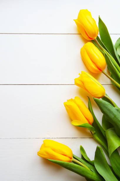 istock Beautiful yellow tulips on white wood background, top view 1137160813
