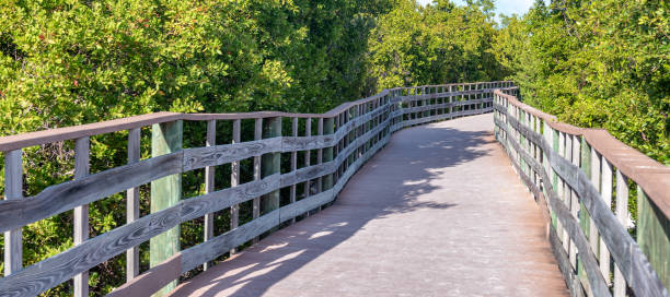 istock Beautiful wooden pier surrounded by trees 1137161096