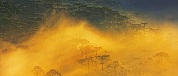 araucarias pine trees natural pattern at misty sunrise, rio grande do sul - brazil - green woods forest southern brazil imagens e fotografias de stock