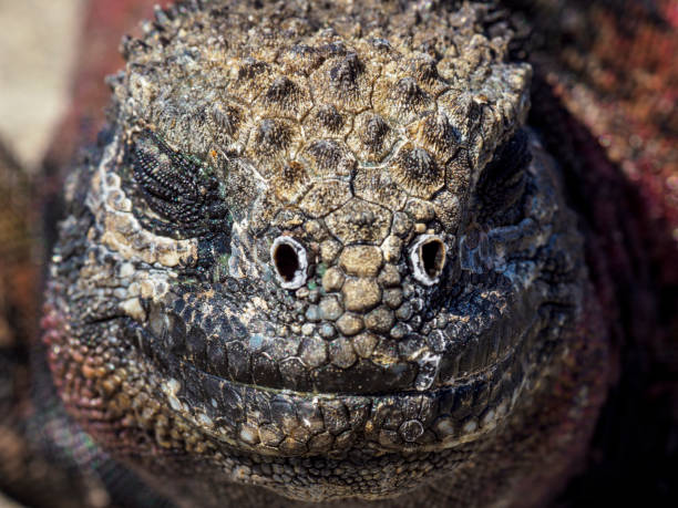 istock Close-up Of Galapagos Marine Iguana 1137162744