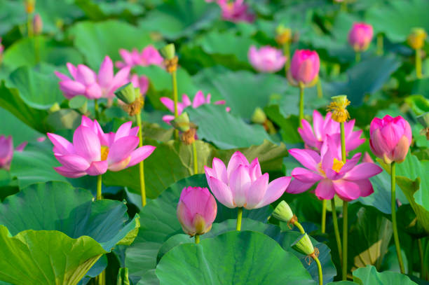 istock Blooming lotus flowers in the park 1137162907