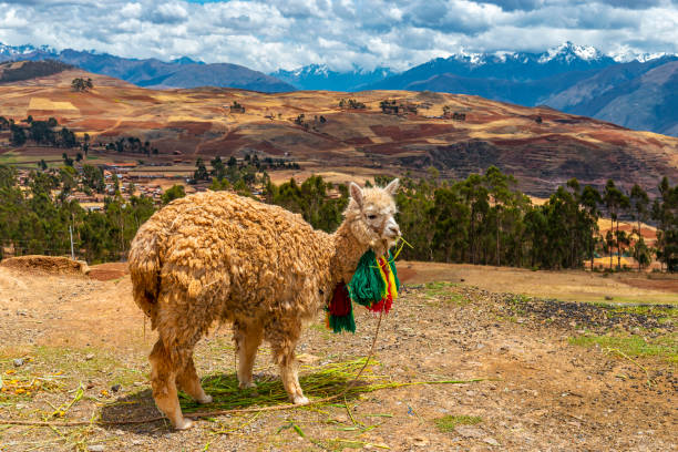 Llama Portrait in the Sacred Valley, Cusco, Peru Portrait of a llama (lama lama) in the Sacred Valley of the Inca with the Andes mountain range in the background, Cusco Province, Peru. Sallqantay stock pictures, royalty-free photos & images