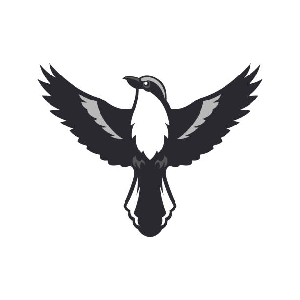 illustrations, cliparts, dessins animés et icônes de silhouette d'oiseau. oiseau de pie-grièche avec propagation ailes-illustration vecteur oiseau de proie - ailes déployées