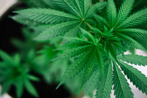 istock Wild agricultural hemp grows in the countryside 1137166908