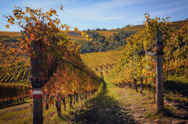 Autumn walk after harvest in the hiking paths between the rows and vineyards of nebbiolo grape, in the Barolo Langhe hills, italy Autumn walk after harvest in the hiking paths between the rows and vineyards of nebbiolo grape, in the Barolo Langhe hills, most important wine district of Piedmont and Italy alba italy photos stock pictures, royalty-free photos & images