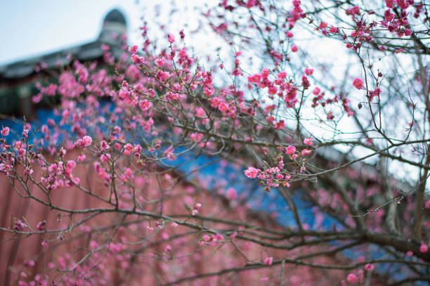 Prunus Mume, Seoul Korea Bongwon Temple