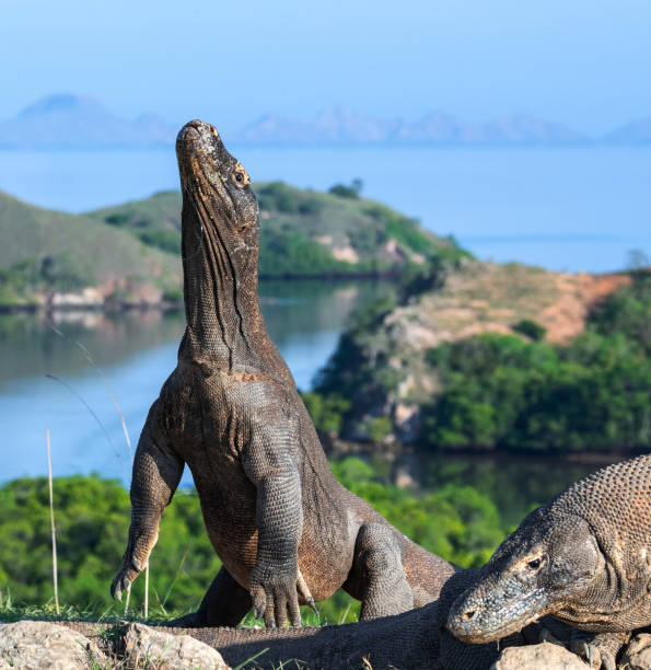 istock The Komodo dragon. Scientific name: Varanus komodoensis. 1137171341