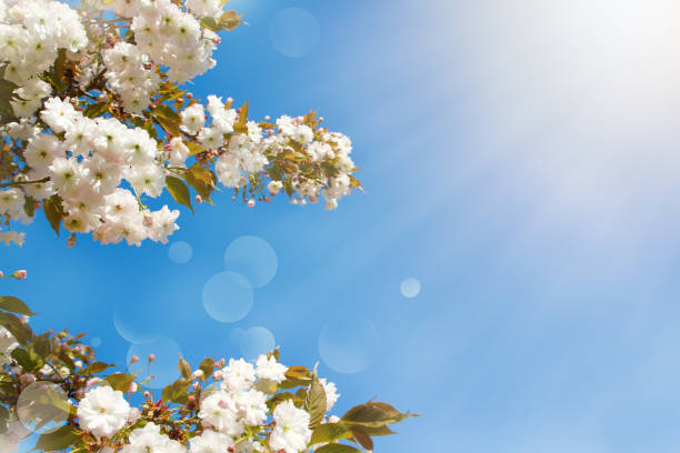 istock Spring flowers. Abstract spring blossom background. Nature scene with blooming tree. Springtime 1137171804