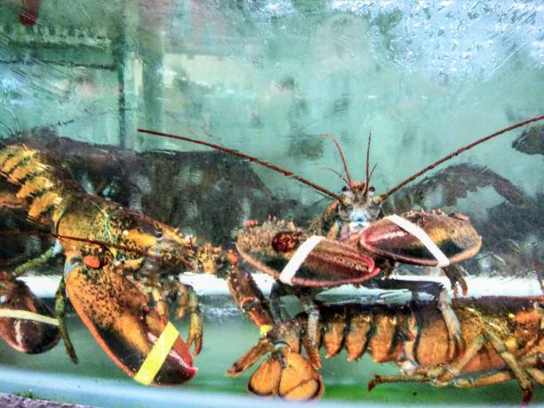 istock Live Lobster in clear water tank 1137171814