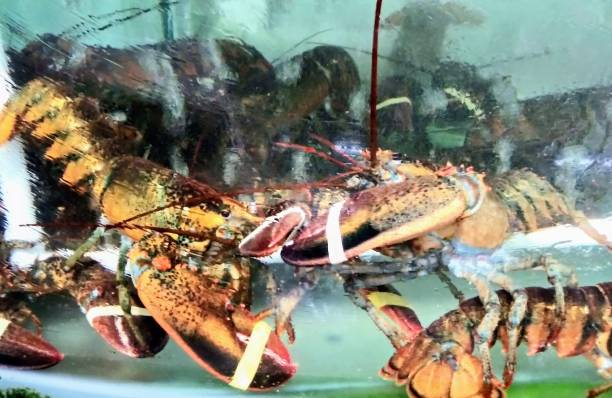 istock Live Lobster in clear water tank 1137171817
