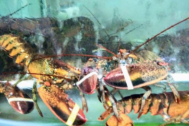 istock Live Lobster in clear water tank 1137171820
