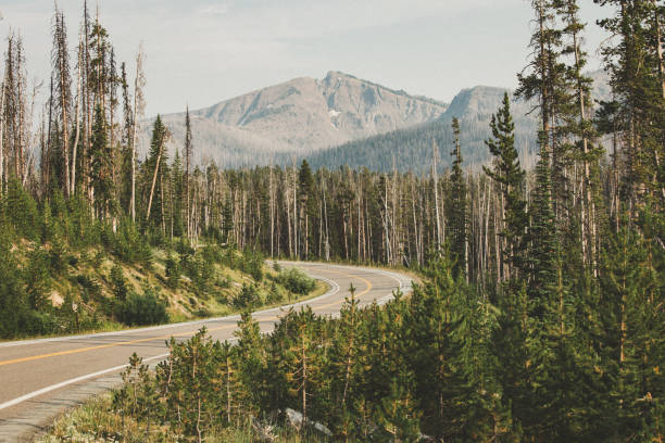 istock Winding Curved Road in Yellowstone National Park, Burned Trees from Forest Fire 1137174818