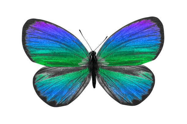 istock butterfly isolated on white. multicolor insect. tropical animal. template for design 1137175430