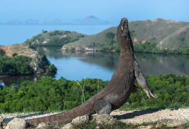 istock The Komodo dragon. Scientific name: Varanus komodoensis. 1137177637