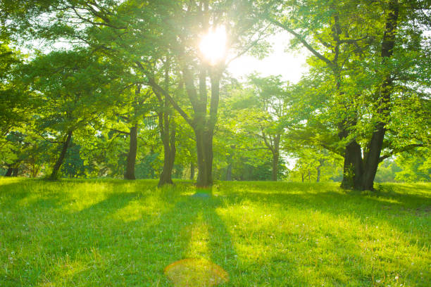 istock sunshine garden in the morning 1137182437