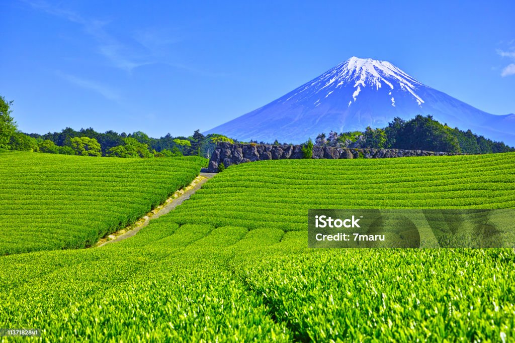 茶畑と富士山 - 作物 お茶のロイヤリティフリーストックフォト