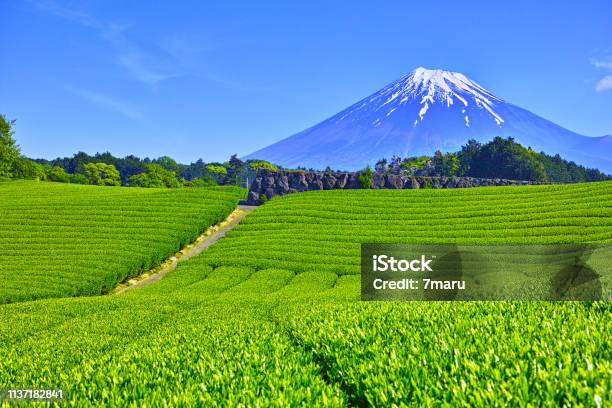茶畑と富士山 - 作物 お茶のストックフォトや画像を多数ご用意 - 作物 お茶, 富士山, 田畑