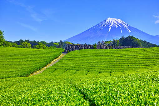 A view of the tea plantations and Mt. Fuji seen from Fuji City, Shizuoka Prefecture