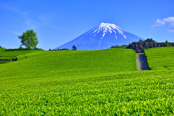 istock Tea plantations and Mt. Fuji 1137182844