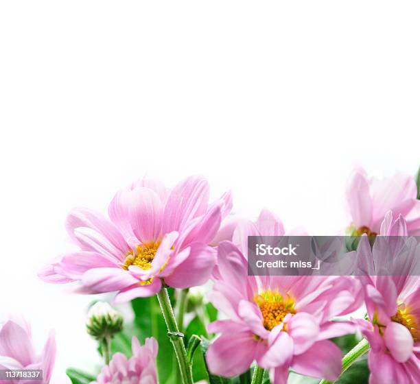 Flower Bouquet Stock Photo - Download Image Now - Blossom, Bouquet, Close-up