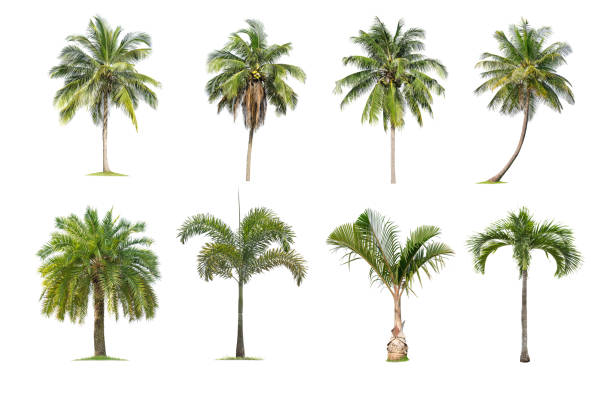 kokos i palmy izolowane drzewo na białym tle, - tree shade large growth zdjęcia i obrazy z banku zdjęć