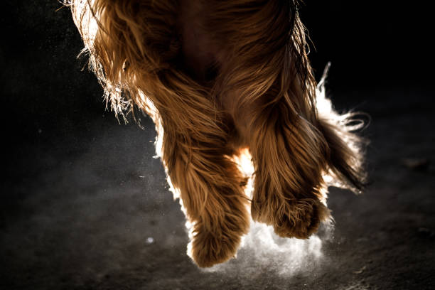 Dog playing in the dust.