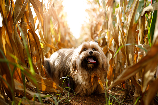 Portrait of dog in the cornfield..