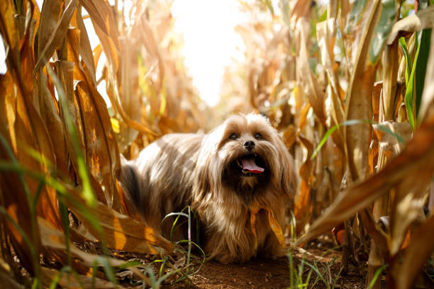 retrato do cão no milho - lhasa apso - fotografias e filmes do acervo