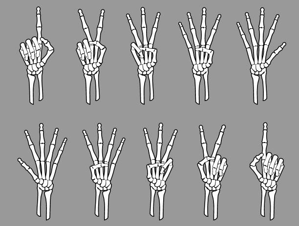 White Skeleton Hand Number Sign Stock Illustration - Download Image Now -  Human Skeleton, Hand, Vector - iStock