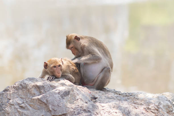 istock Monkey family (Crab-eating macaque) in Thailand 1137188522