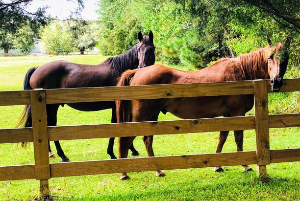 istock Pretty horses at fence 1137188801