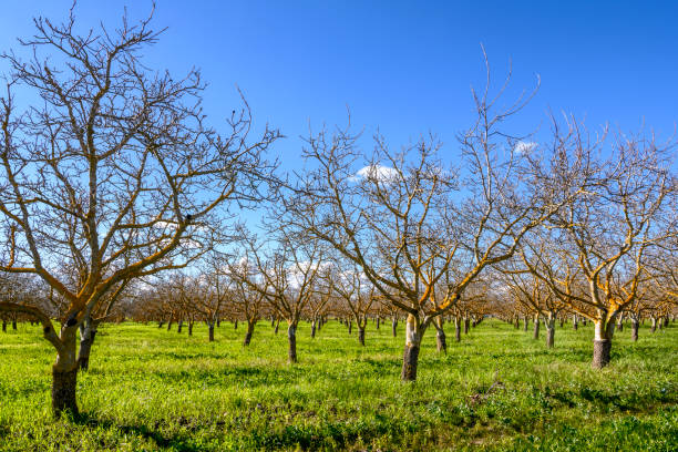Orchard of Dormant Walnut Trees Springtime view of dormant walnut (Juglans) trees on a rural orchard. walnut grove stock pictures, royalty-free photos & images