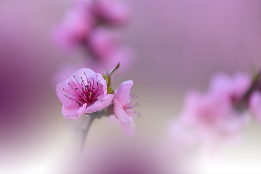 Backgrounds, Beauty In Nature, Blossom, Branch - Plant Part