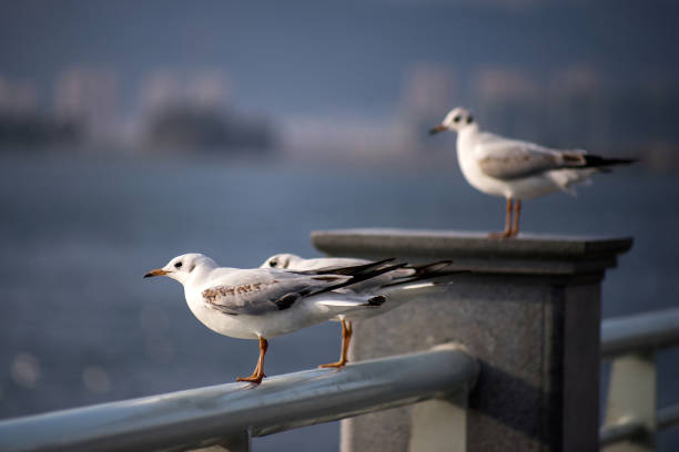 istock Flying Pigeon,Pigeons flying in the sky 1137190678