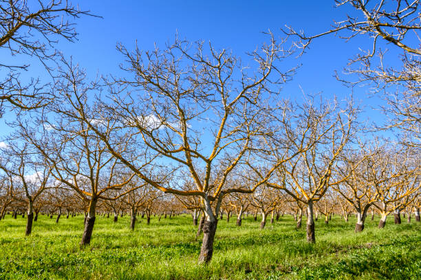 Orchard of Dormant Walnut Trees Springtime view of dormant walnut (Juglans) trees on a rural orchard. walnut grove stock pictures, royalty-free photos & images