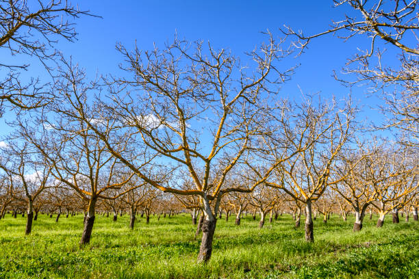 сад спящих ореховых деревьев - american walnut стоковые фото и изображения
