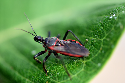 A red and black kissing bug from Missouri.