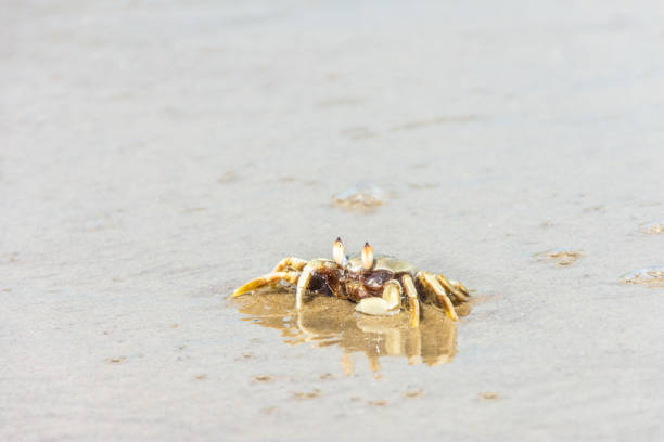 istock Close up yellow crab on the sand beach. 1137198725