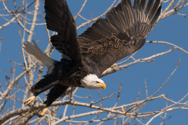 istock Bald Eagle takes flght in winter migration 1137198996
