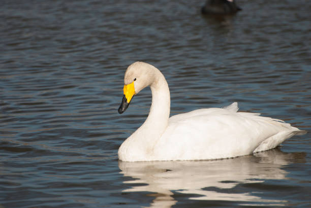 istock Whooper swan, Izunuma, Miyagi prefecture, Japan 1137199462