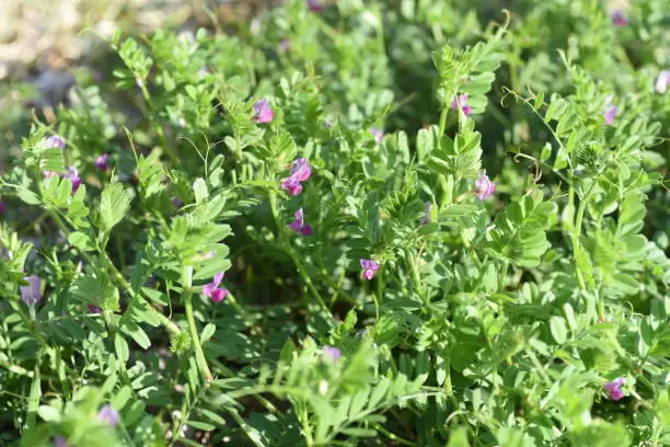 Common vetch is in bloom from March to June.