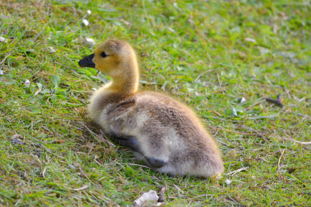 istock Canada Gosling Resting on a Grass Verge 1137202043