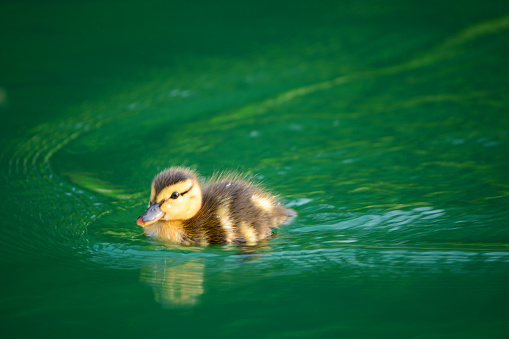 Duckling swimming on a pond creating ripples.