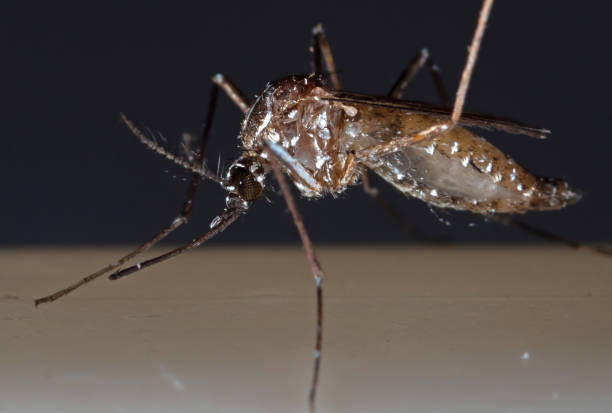 istock Macro Photo of Mosquito Isolated on Background 1137203710
