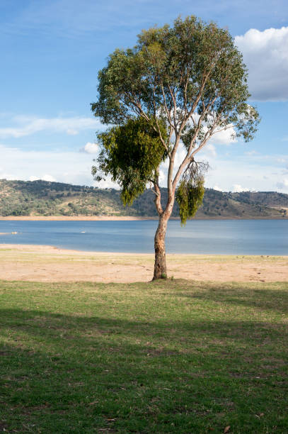 Gumtree Tree Background 1,400+ Gumtree Landscape Stock Photos, Pictures & Royalty-Free Images ...