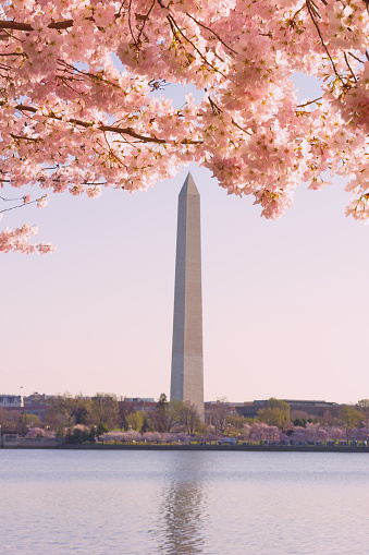 Washington Monument framed in flowers of cherry tree with reflection in Tidal Basin reservoir.